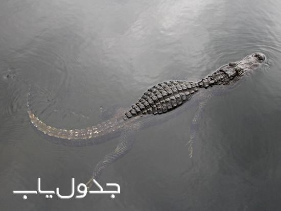 حیوانات وحشی در جاهای عجیب