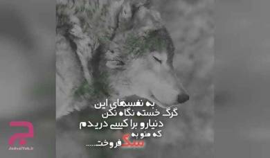 عکس نوشته های پروفایلی با تصاویر گرگ و نوشته هایی با این مضمون
