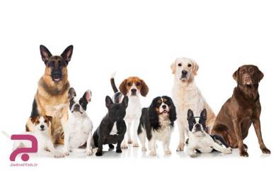 تاریخ دقیق روز جهانی سگ ها در تقویم سال 1400 چه روزی است و علت نامگذاری آن چیست ؟