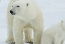 تعبیر خواب خرس سفید