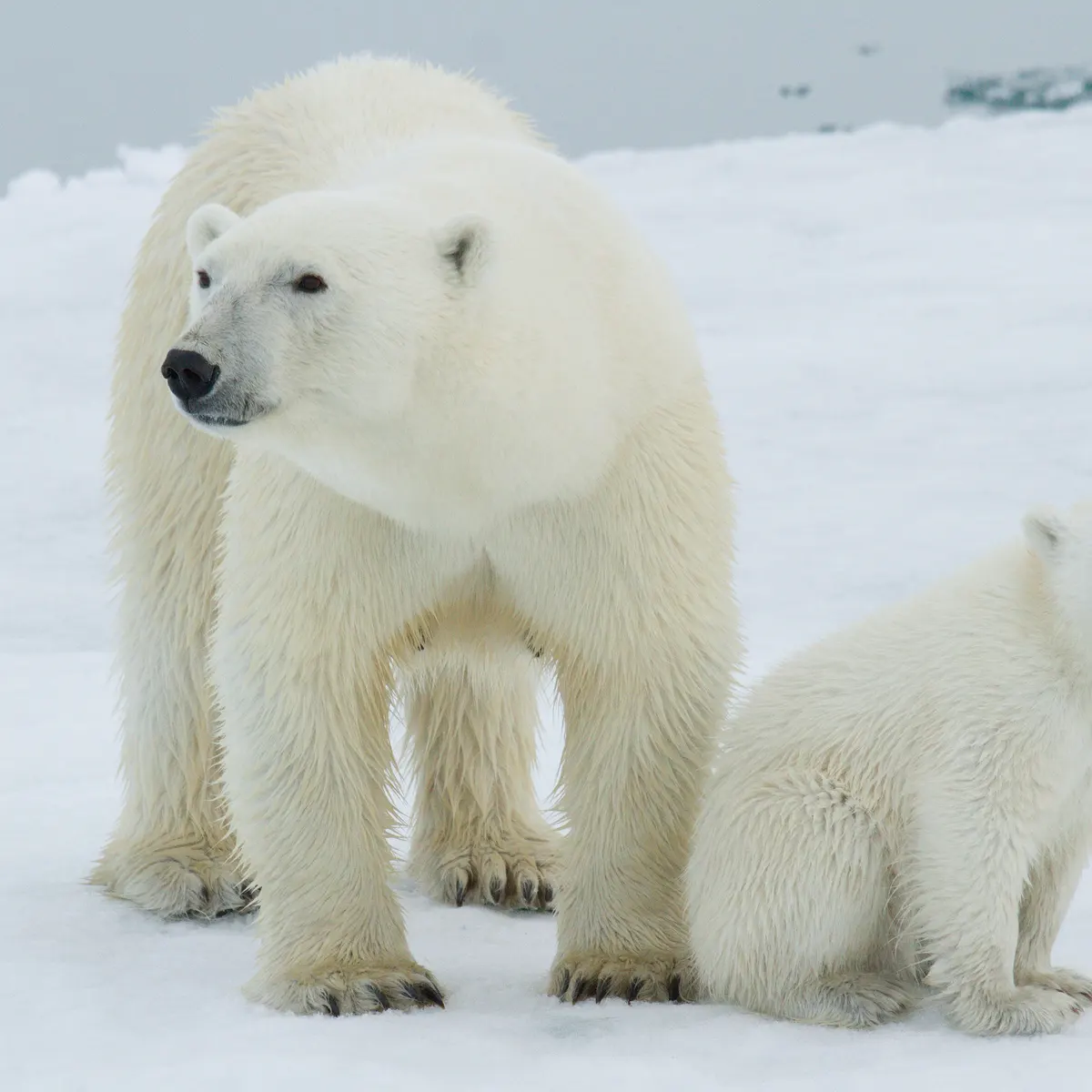 تعبیر خواب خرس سفید و خرس قهوه ای