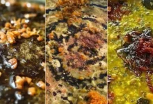 دستور پخت آش ترش خوشمزه و مجلسی به روش سنتی مازندرانی