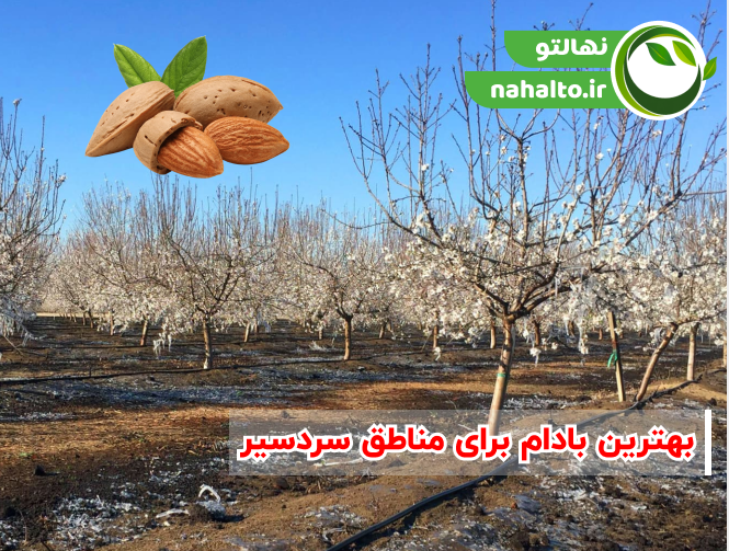 در مناطق سرد چه بادامی بکاریم؟ معرفی بهترین ارقام بادام مقاوم به سرما