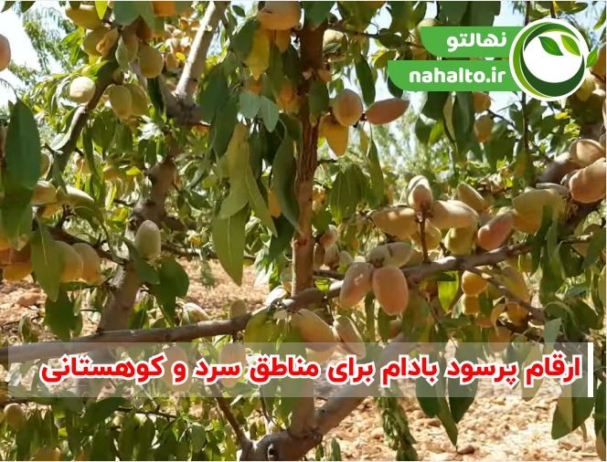 ارقام پرسود بادام برای مناطق سرد و کوستانی