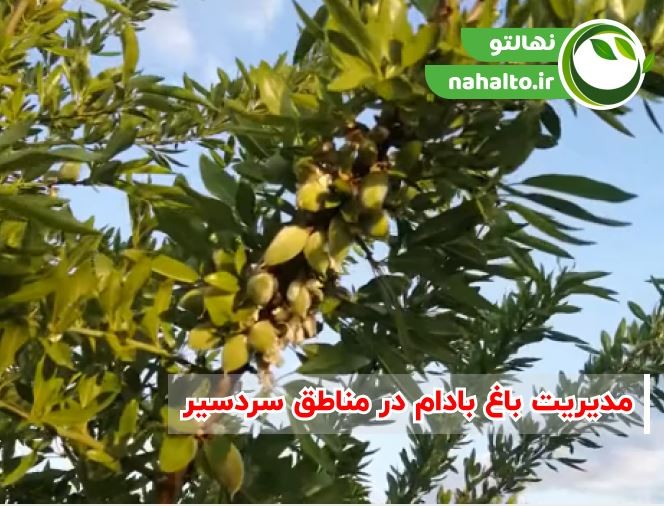 مدیریت باغ بادام در مناطق سردسیر