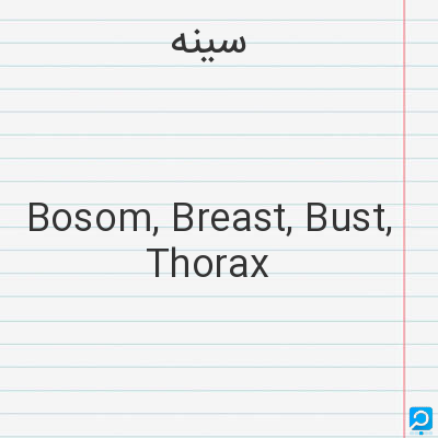 سینه‌: Bosom, Breast, Bust, Thorax