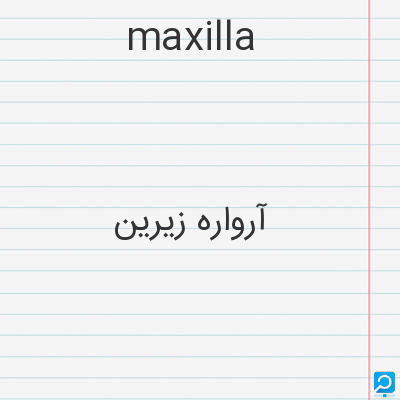 maxilla: آرواره زیرین